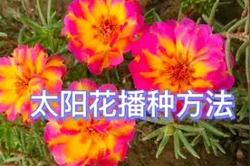 分享太阳花播种方法，这样做出芽率高、短时间就可以开出一片花海视频封面