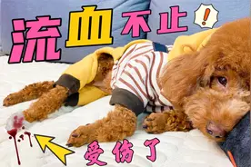 狗狗流血不止，竟然是铲屎官惹的祸，看完你也不要范这种错误了！视频封面