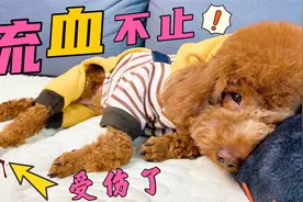 狗狗流血不止，竟然是铲屎官惹的祸，看完你也不要范这种错误了！视频封面