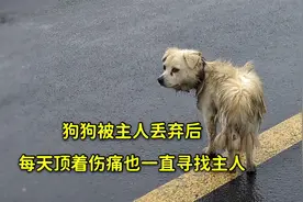 狗狗不知道已被主人抛弃，它每天不管刮风下雨，都要出去寻找主人视频封面