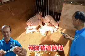 小猪出生第35天，阿弟给它们注射一针猪瘟疫苗，预防出现猪瘟视频封面