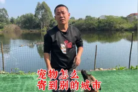 宠物怎么寄到别的城市？如何安全又便捷？训犬师讲述实践经验视频封面