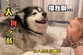 120多斤的大狗，还当自己是小宝宝，跟小主人争宠讨要拥抱视频封面