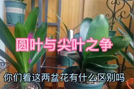 君子兰圆叶与尖叶到底那样好，在兰友之间经常争论，来参加讨论吧视频封面