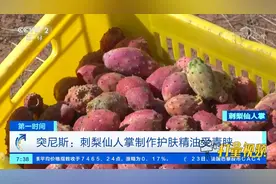 突尼斯：刺梨仙人掌制作护肤精油受青睐|第一时间视频封面
