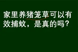 百科问答：家里养猪笼草可以有效捕蚊，是真的吗视频封面