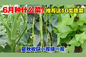 6月种什么蔬菜？推荐这10类蔬菜，耐热耐抽苔，夏秋收获不断！视频封面