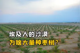 埃及人为什么在沙漠大量种植枣树？我国西北沙漠能不能种植？