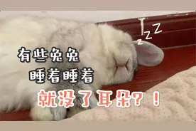 如何叫醒一只听不见声音的耳聋兔兔？