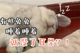 如何叫醒一只听不见声音的耳聋兔兔？视频封面