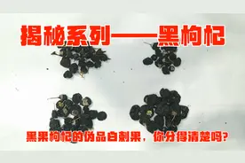 揭秘系列——黑果枸杞：黑果枸杞的伪品白刺果你分得出来吗？视频封面