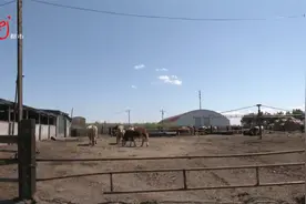 邻居养了七八十头牛 不但噪音扰民 而且气味熏得人直迷糊视频封面