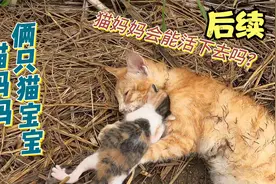饿晕的流浪橘猫妈妈与2只猫宝宝后续视频封面