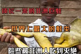 体长一米的非洲巨蛙，是世界上最大的蛙类，险些被非洲人吃到灭绝视频封面