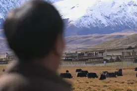 藏区的牧民宰杀牦牛时，为啥需要看黄历？