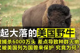 先杀6000万头到灭绝，再列为国兽保护，美国野牛到底经历了什么？视频封面