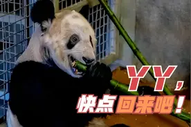将美国、日本、俄罗斯对待熊猫的方式一比较，差距就出来了视频封面