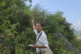都说在农村赚不到钱，看看小哥爬山干些什么，一天赚1000多块