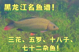 黑龙江名鱼谱——三花、五罗、十八子、七十二杂鱼！视频封面