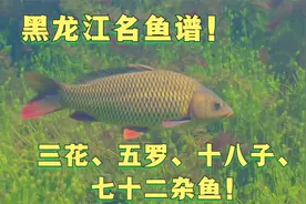 黑龙江名鱼谱——三花、五罗、十八子、七十二杂鱼！视频封面