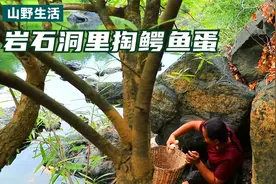 胖大嫂遇到鳄鱼竟直接扑通跳到水里抓，把鳄鱼蛋通通带回家，炖了视频封面