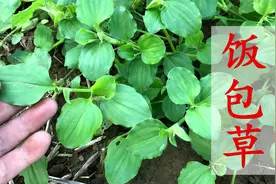田间常见的饭包草又称“痰火草”，会用才是宝，到底有啥用途？