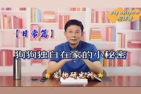 狗狗独自在家的小秘密你知道吗？最后教你一招 让狗摆脱分离焦虑