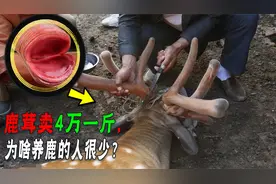 一对鹿茸卖4万鹿浑身是宝，为啥农户宁愿养牛养羊，都不养鹿？
