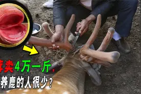 一对鹿茸卖4万鹿浑身是宝，为啥农户宁愿养牛养羊，都不养鹿？