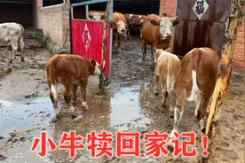 外面下大雨了，大牛跑回家，结果把牛犊给丢了，还好最后都回来啦