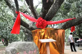 广东一600岁荔枝树168万被拍下一年采摘权：个头大，肉质甜美视频封面