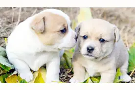 小狗咬东西猛甩头，老人喜笑颜开，当“猎犬，斗狗”不会差