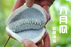 山里八月瓜熟得发紫，摘下来直接吃，软糯清甜，就是籽太多