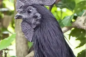 印尼特有世界最贵金属鸡，六十万一只，下的蛋都是黑的！视频封面