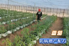 番茄防病增产配方，看看我们的方法，省钱又有效果视频封面