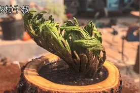 牛叔野外发现九死还魂草，带回家竟用酸枣木做花盆，大家一起看看视频封面