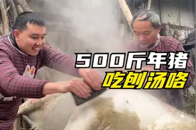 四川偏远农村，一家人隐居山野杀500斤的年猪，二涛请邻居吃刨汤视频封面