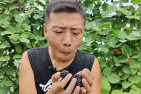 树莓果子成熟，又黑又甜，试试这个养护“诀窍”，一棵结果几十斤视频封面