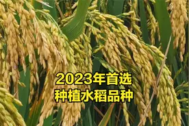 这40个水稻品种，抗逆性强产量高品质好，2023年首选种植品种视频封面