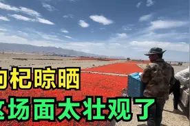 枸杞是怎么晾晒出来的？妹子全程跟拍，10000斤晒完变成3000斤