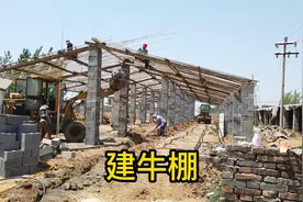 这就是最简易的牛棚，既省钱又实用，看看具体设计和构造！