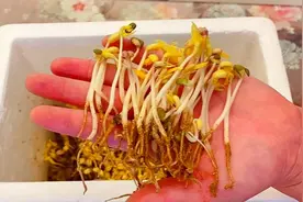 教你用泡沫盒发豆芽，不烂根不换水，三天生一盆，健康新鲜口感好视频封面