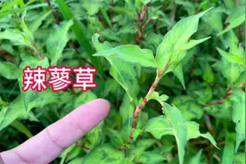 农村田埂常见的辣蓼草，生活中有3个厉害的妙用，很多人还不知道