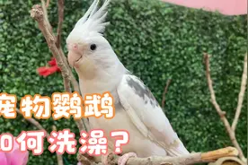 玄凤鹦鹉到底怎么洗澡？需要注意什么，做好这几点，洗完香喷喷视频封面