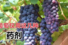 葡萄“一生”用的几种药剂，这样的葡萄真的太好了，增产又增值视频封面