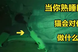 白天乖巧的小猫，一到晚上就发狂抓咬主人，监控拍下了可怕一幕视频封面