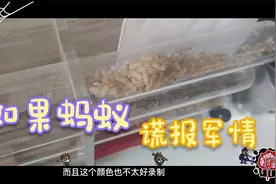 如果蚂蚁谎报军情会怎样，到底是被咬死还是什么事都没有？