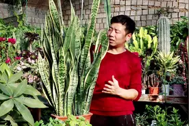 虎皮兰换盆一年“挤爆盆”，原来“诀窍”在这里，太简单了！视频封面
