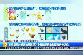 家鸡最早的起源地是哪里？中科院昆明动物研究所告诉你视频封面