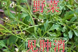 农村常见野菜“碎米荠”，植物别称“见肿消”，小草本大用途！